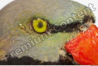 Parrot Psittacula alexandri 0026